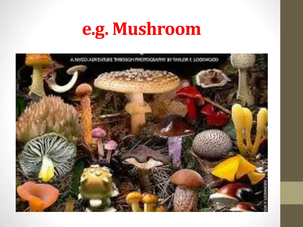 e g mushroom