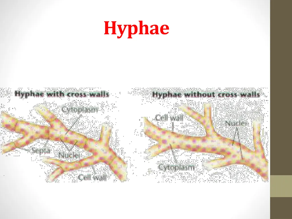 hyphae