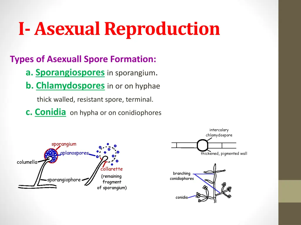 i asexual reproduction