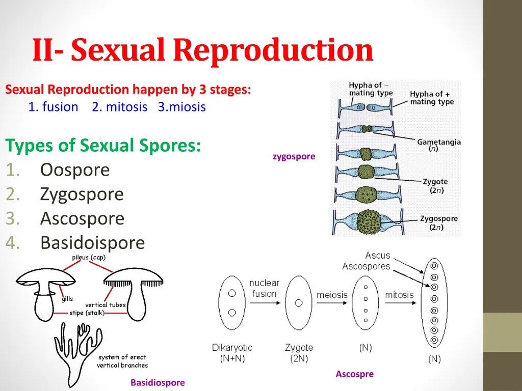 ii sexual reproduction