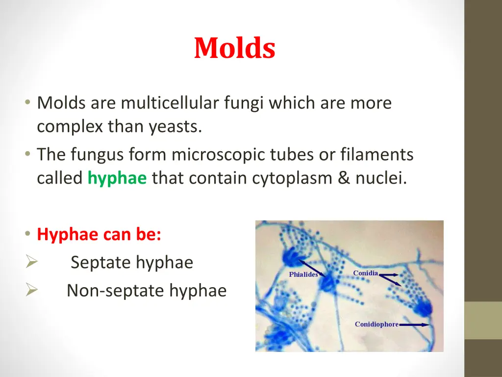 molds