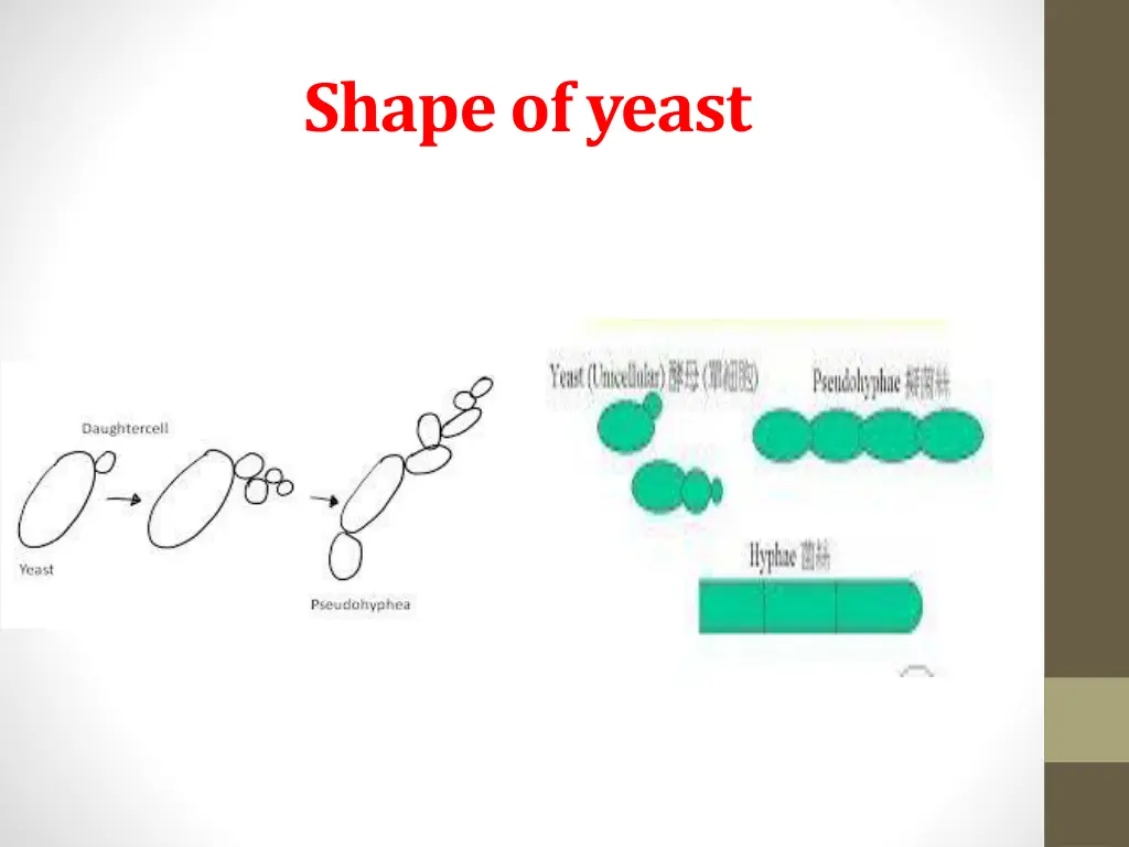 shape of yeast