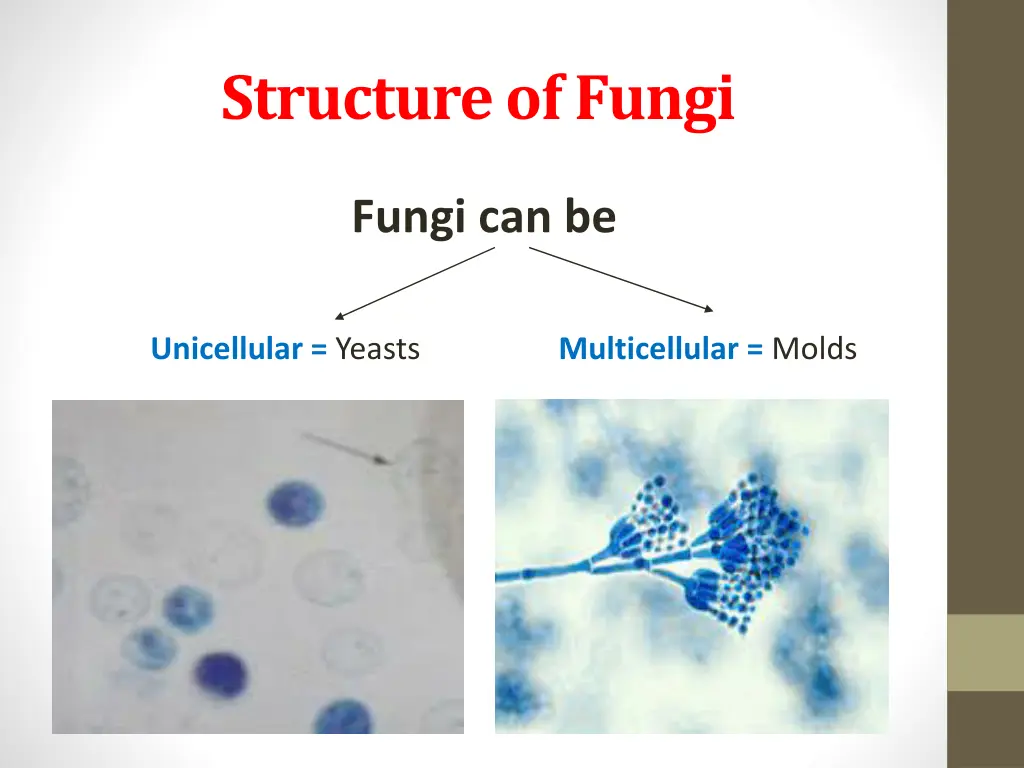 structure of fungi