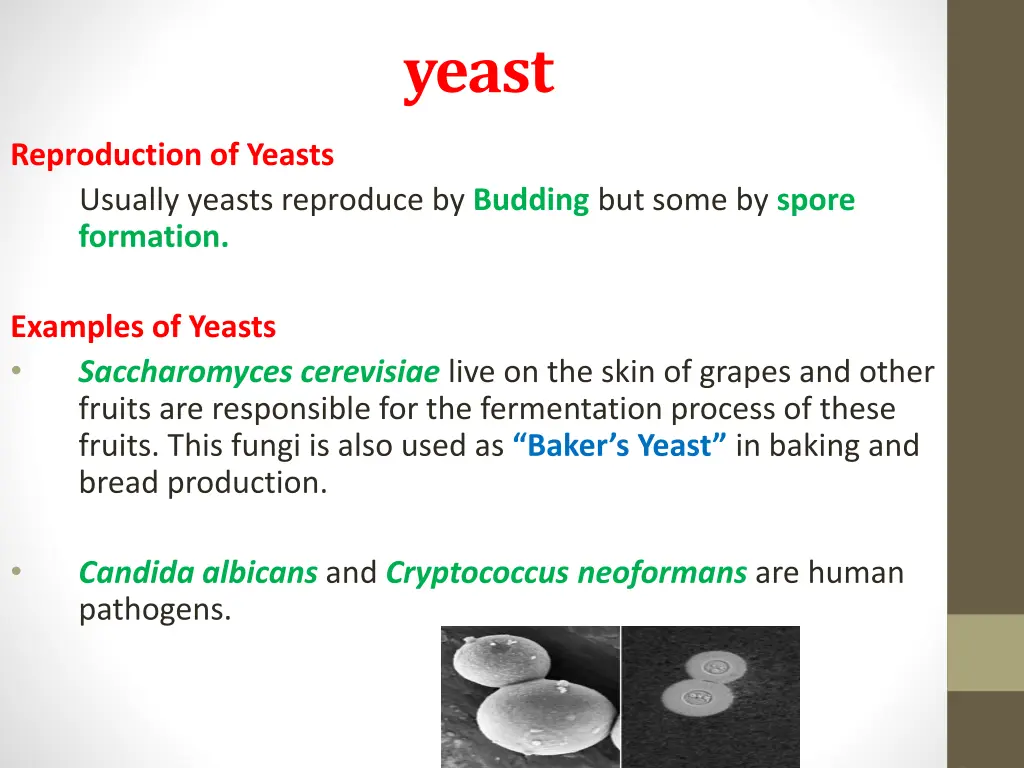 yeast 1