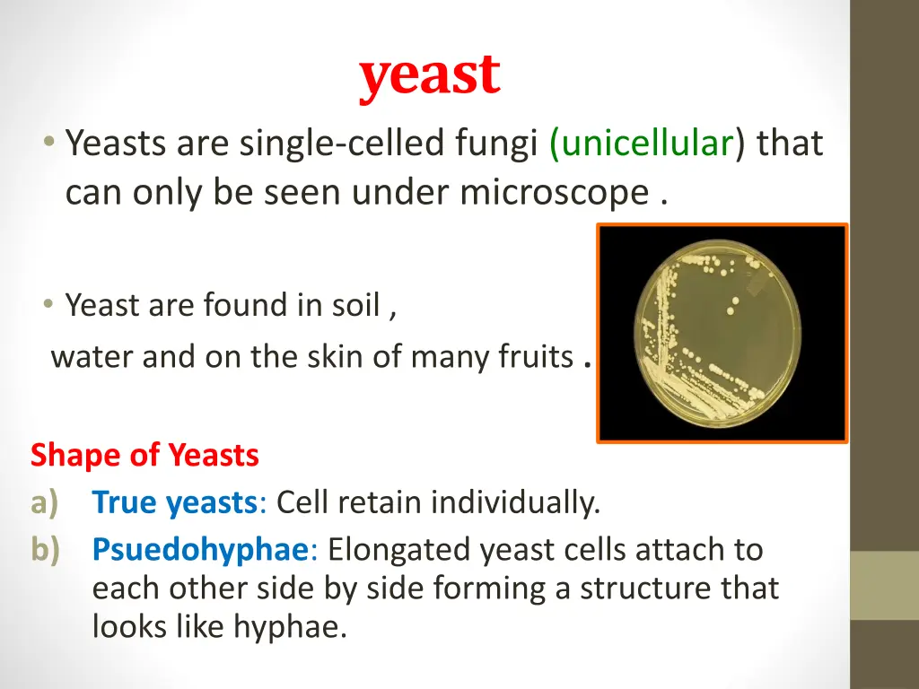 yeast