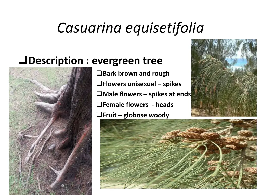 casuarina equisetifolia 1