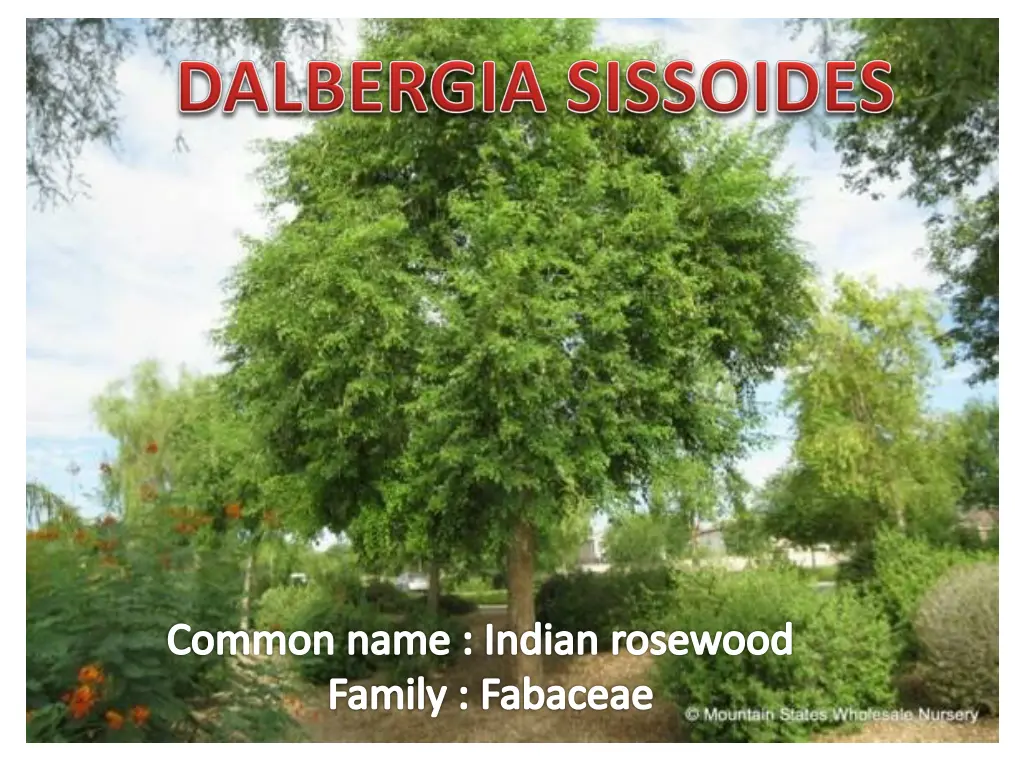 common name indian rosewood family fabaceae