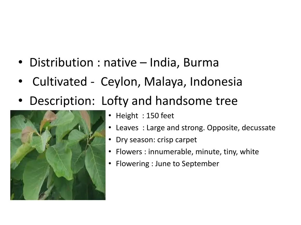 distribution native india burma cultivated ceylon