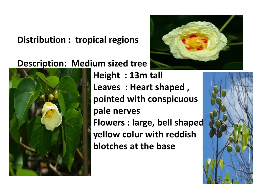 distribution tropical regions description medium