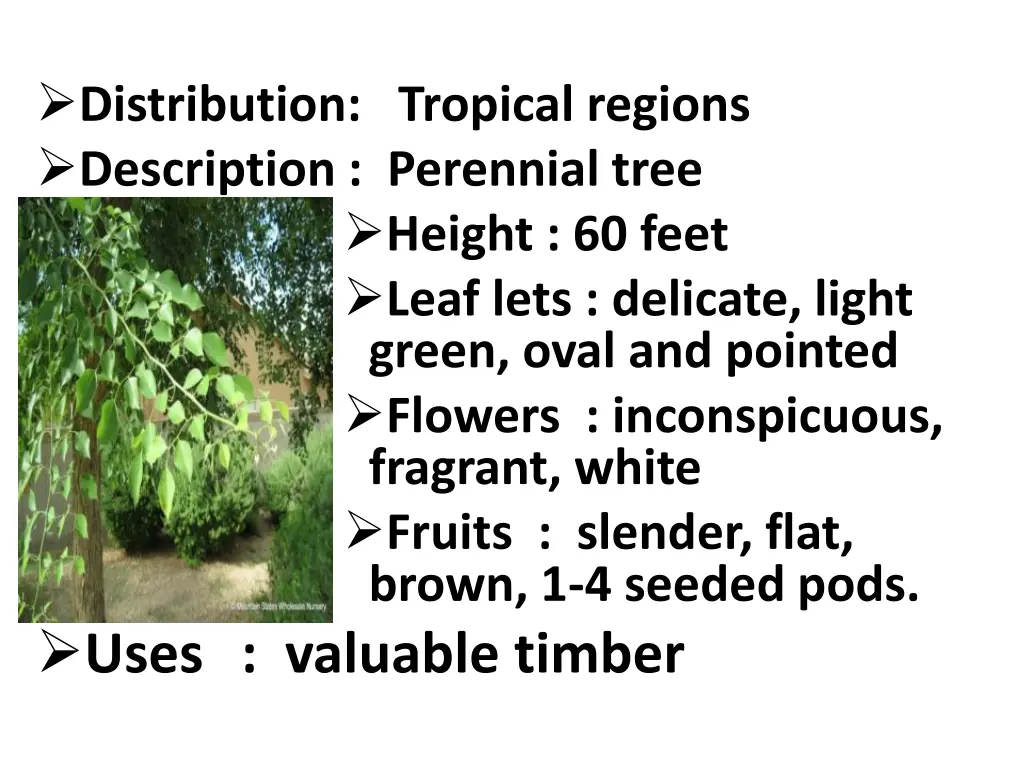 distribution tropical regions description