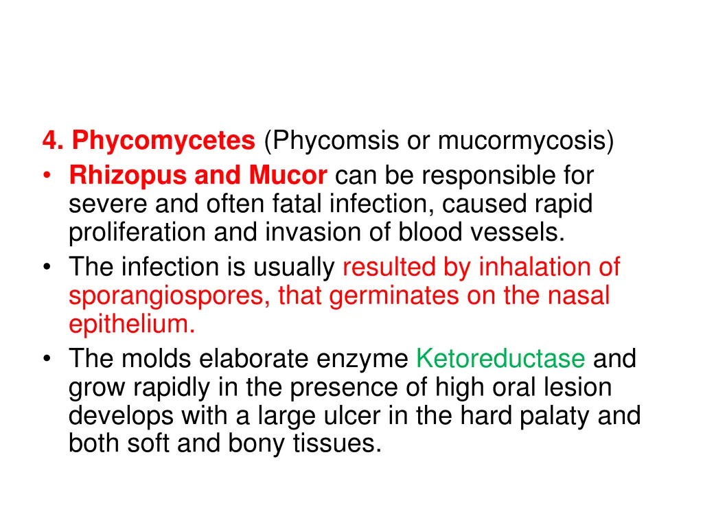 4 phycomycetes phycomsis or mucormycosis rhizopus