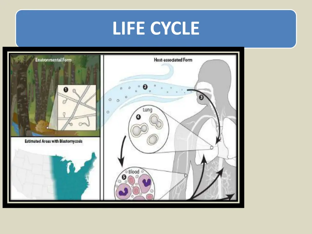 life cycle