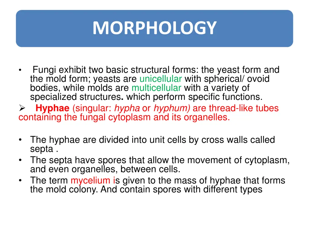 morphology