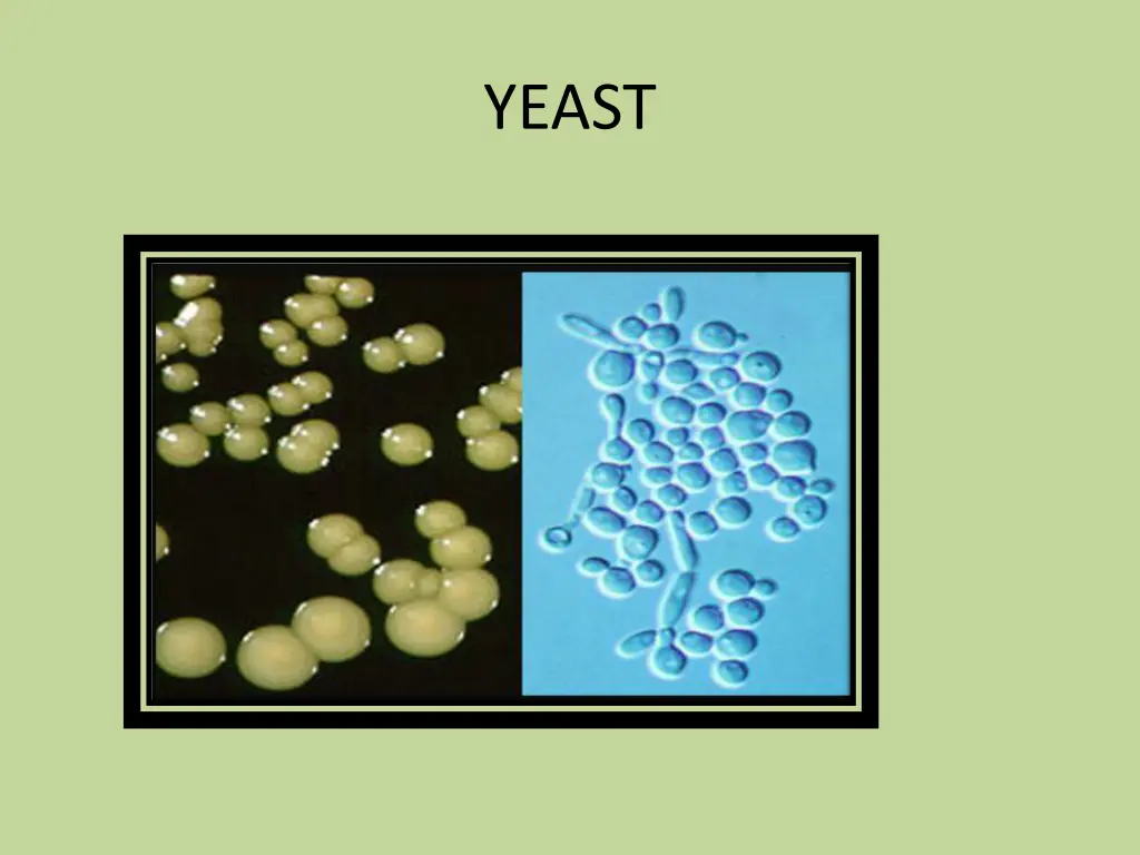 yeast