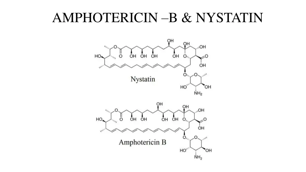 amphotericin b nystatin