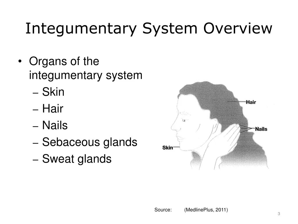 integumentary system overview