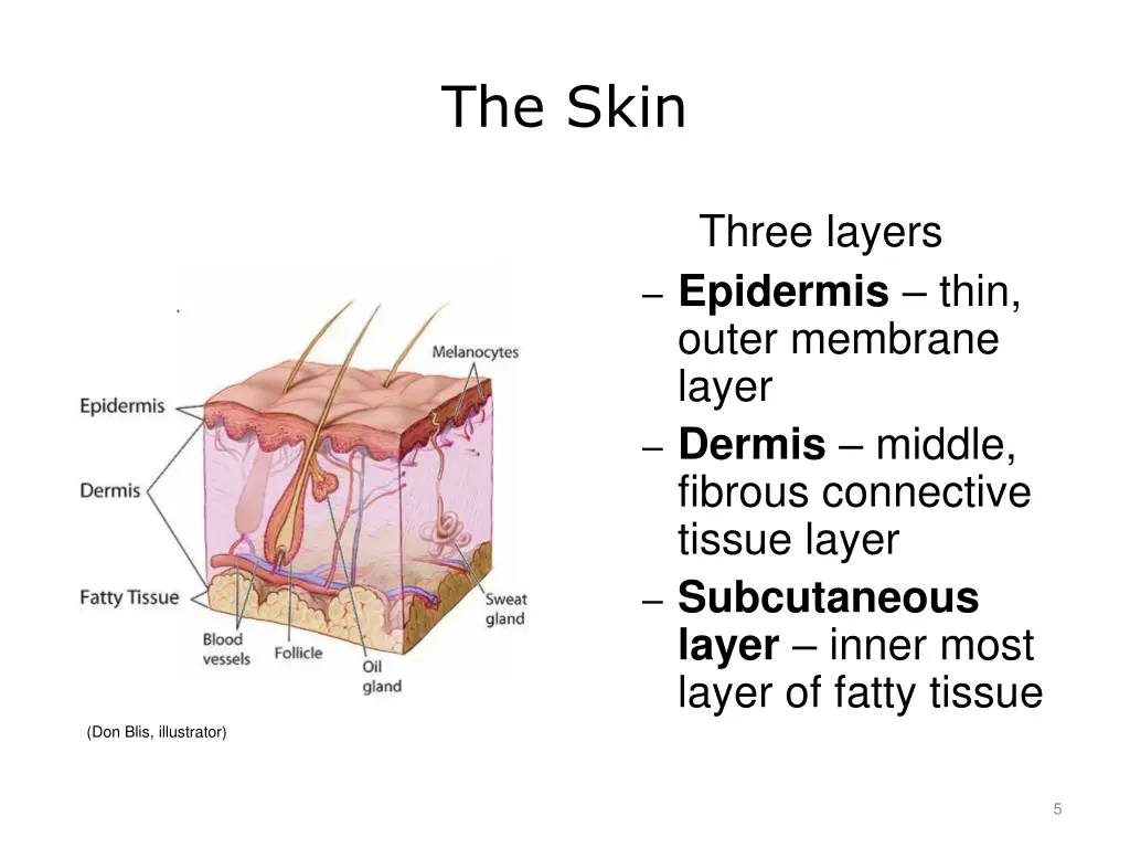 the skin