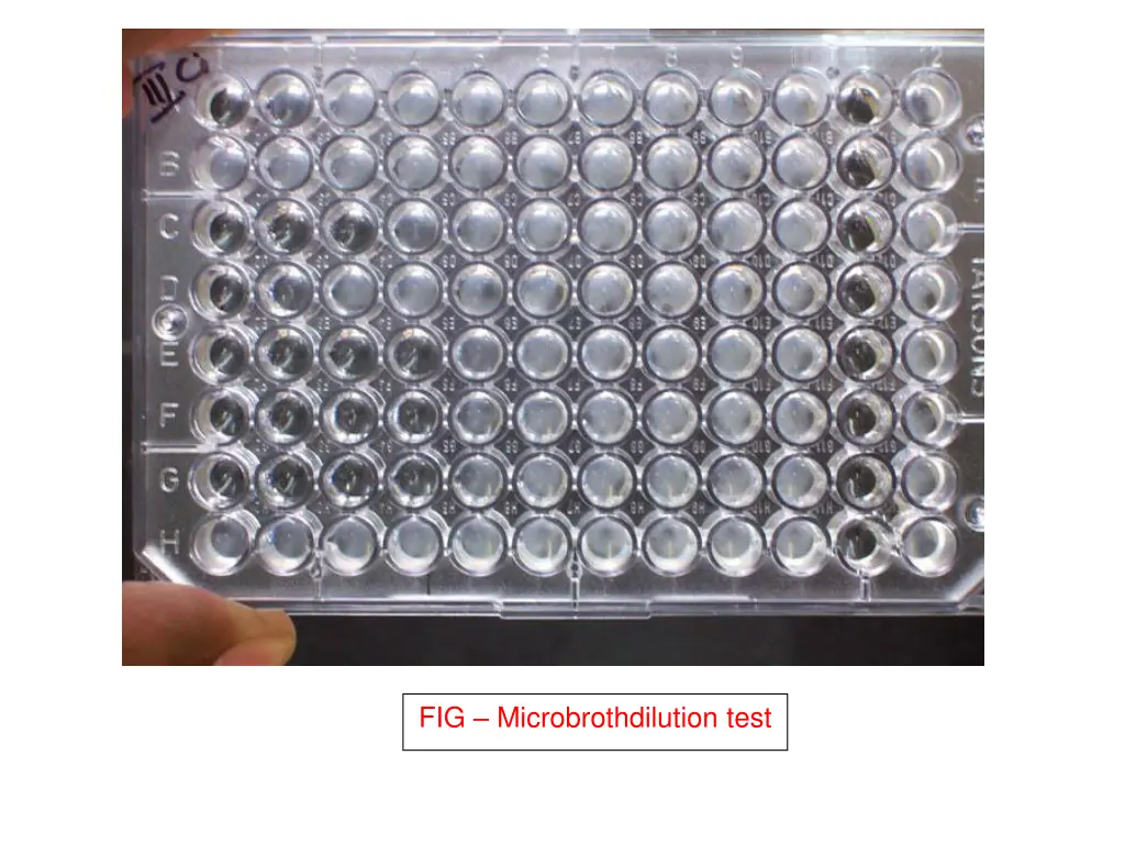 fig microbrothdilution test