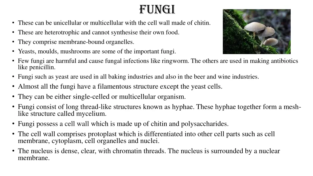 fungi