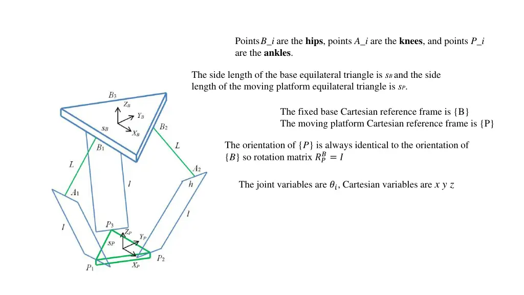 points b i are the hips points a i are the knees