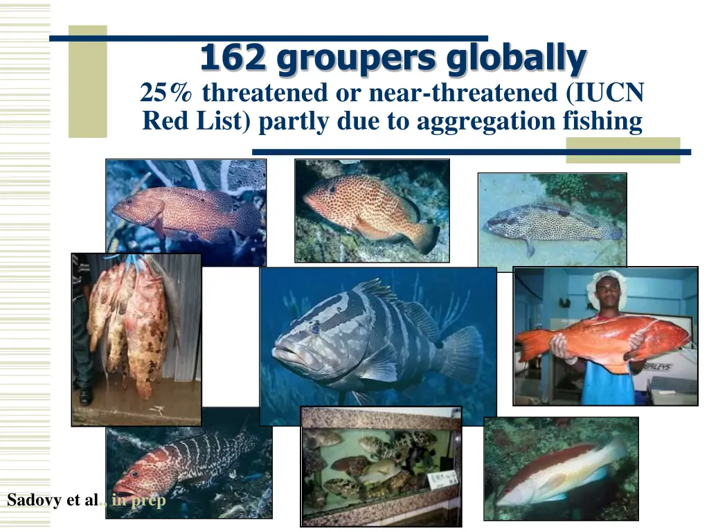 162 groupers globally 25 threatened or near