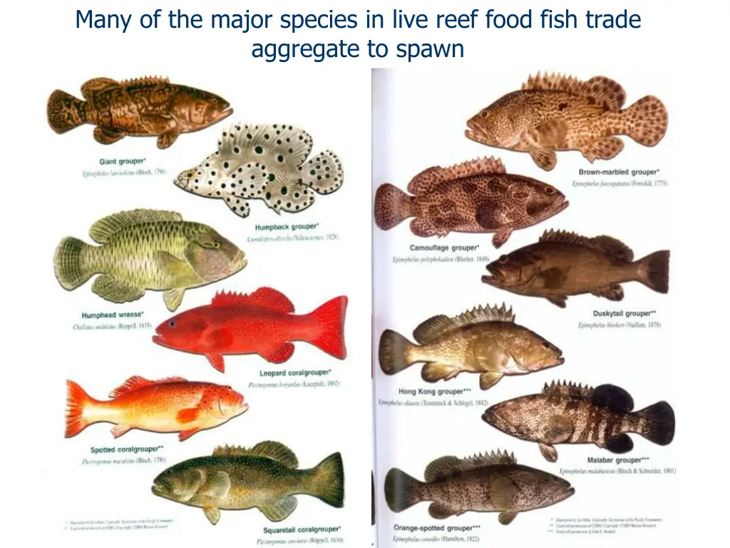 many of the major species in live reef food fish