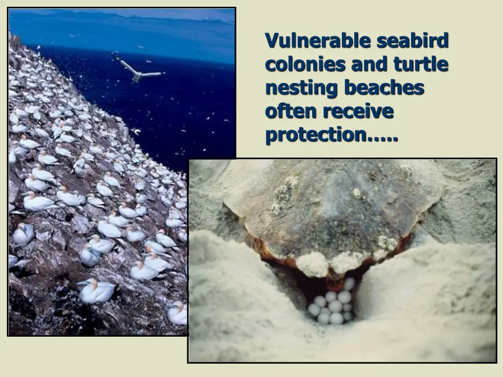 vulnerable seabird colonies and turtle nesting