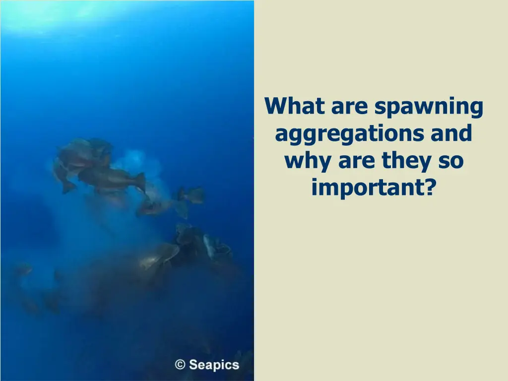 what are spawning aggregations and why are they