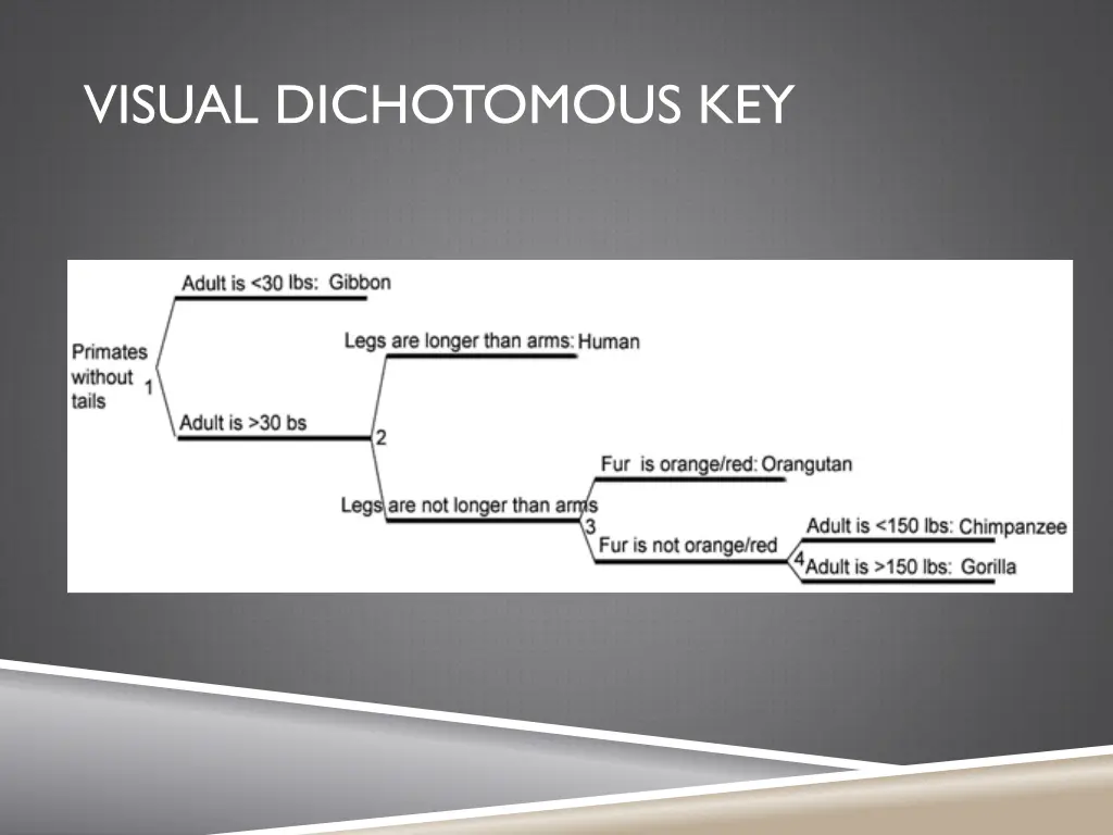 visual dichotomous key