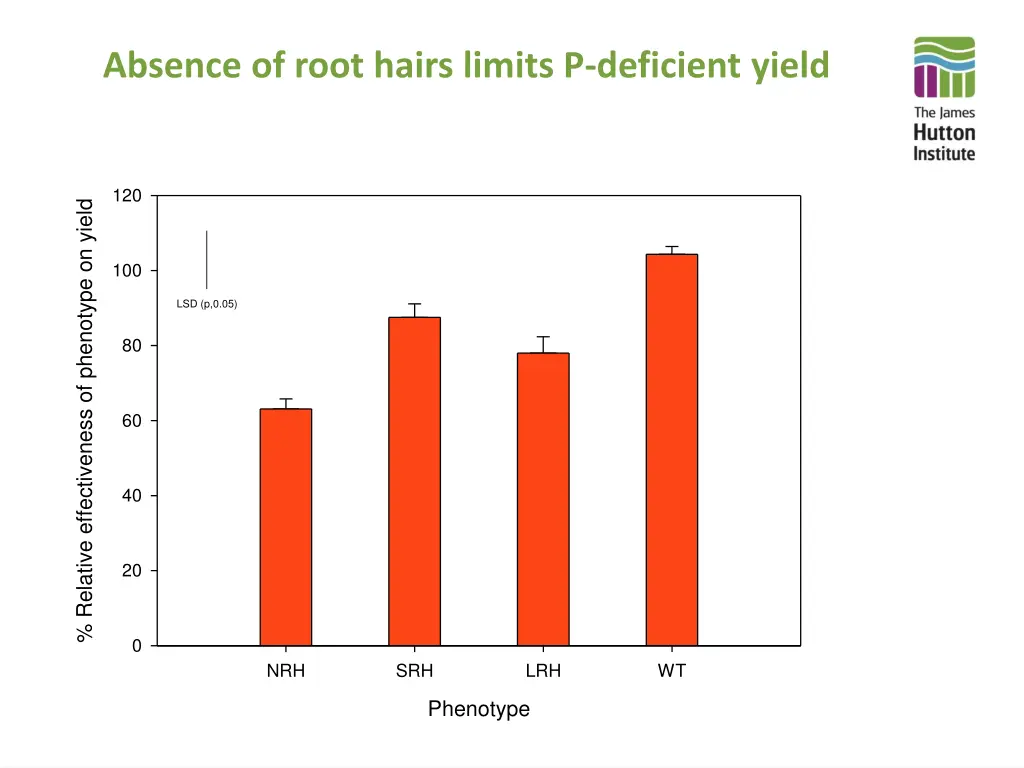 absence of root hairs limits p deficient yield