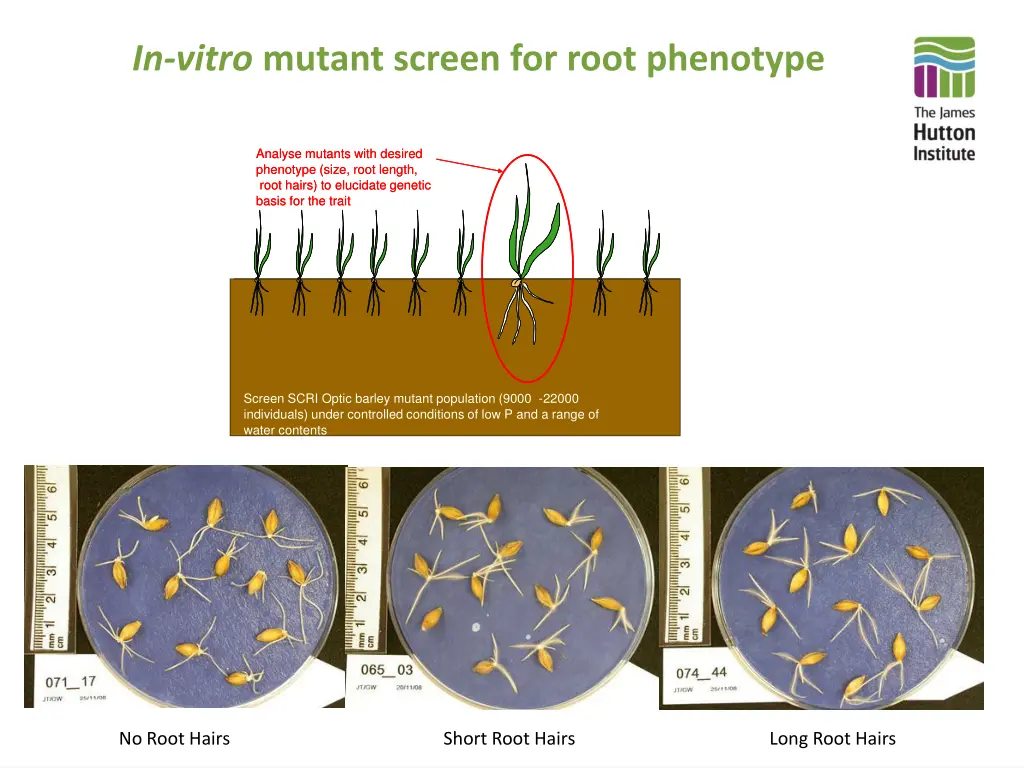 in vitro mutant screen for root phenotype