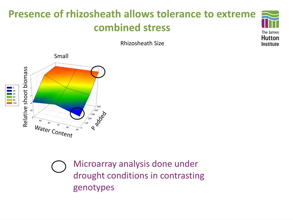 presence of rhizosheath allows tolerance