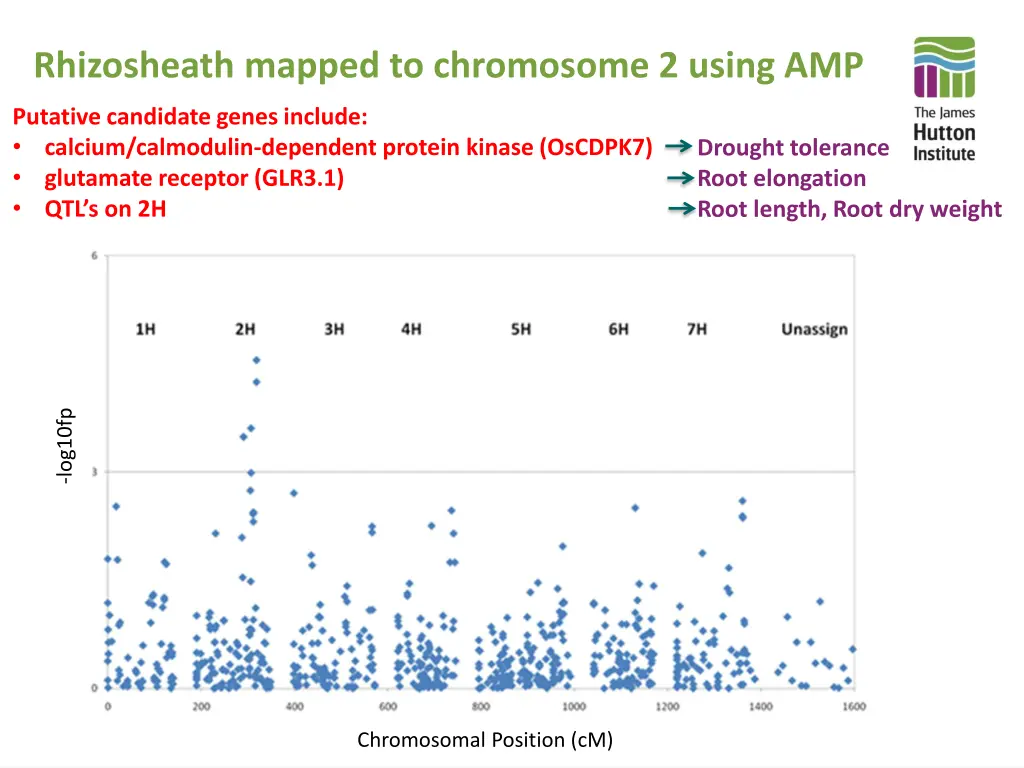 rhizosheath mapped to chromosome 2 using amp