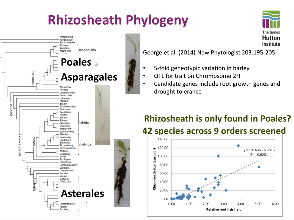 rhizosheath phylogeny