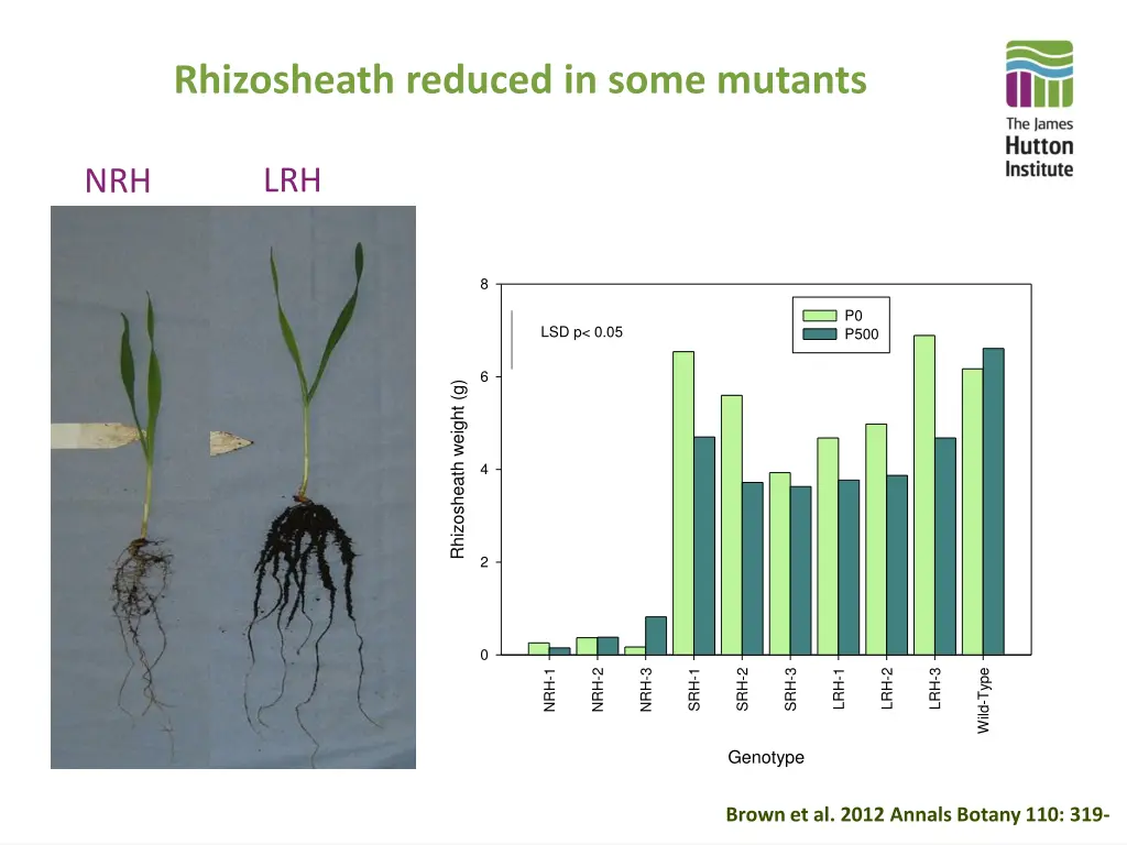 rhizosheath reduced in some mutants