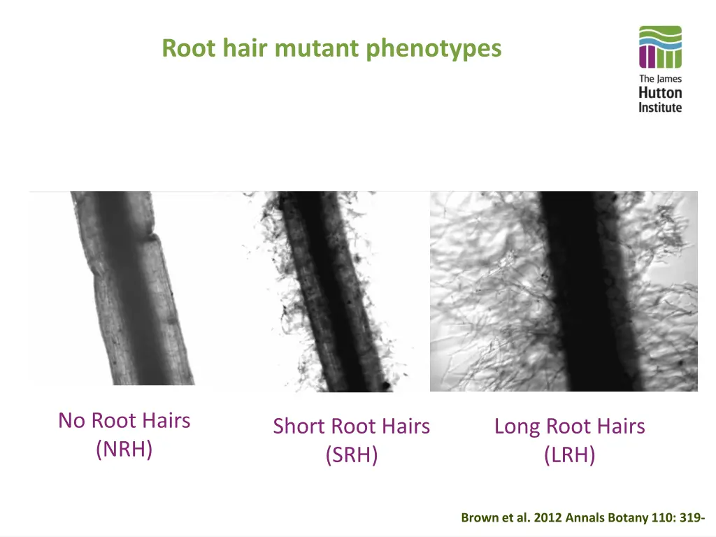 root hair mutant phenotypes