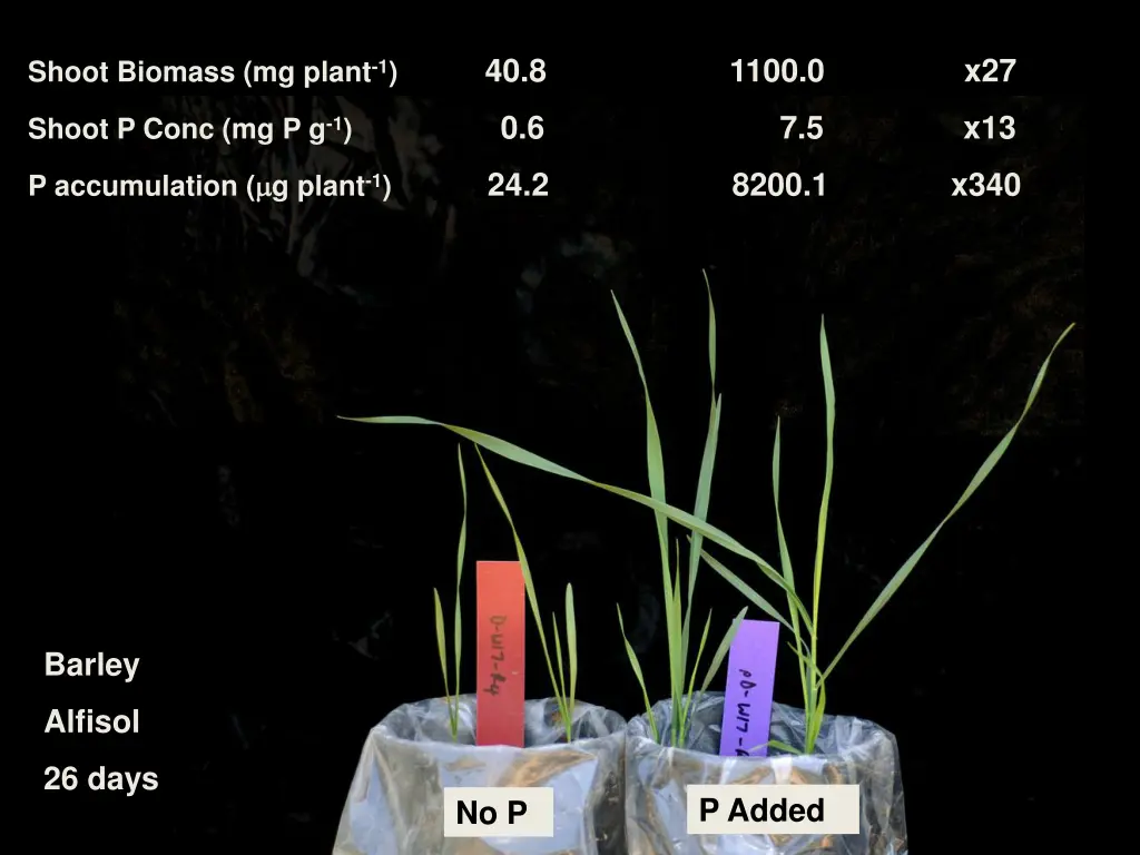 shoot biomass mg plant 1 40 8 1100 0 x27