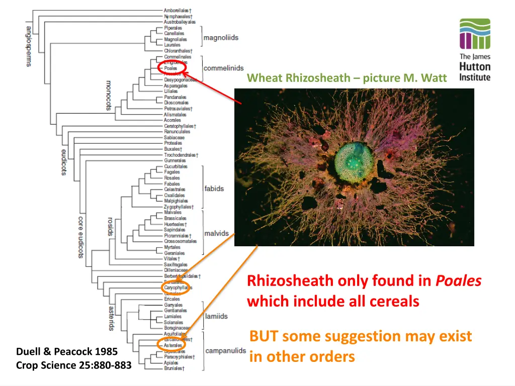 wheat rhizosheath picture m watt