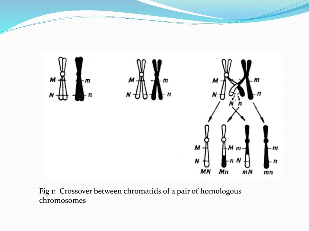 fig 1 crossover between chromatids of a pair