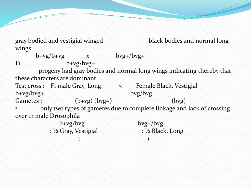 gray bodied and vestigial winged black bodies