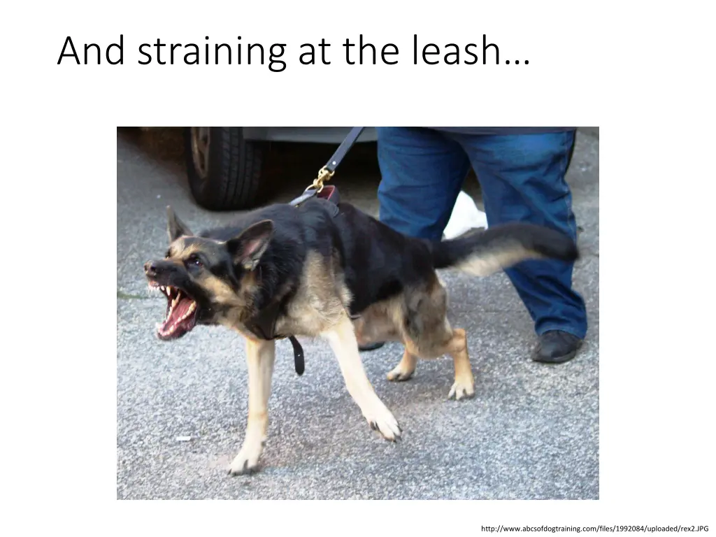 and straining at the leash