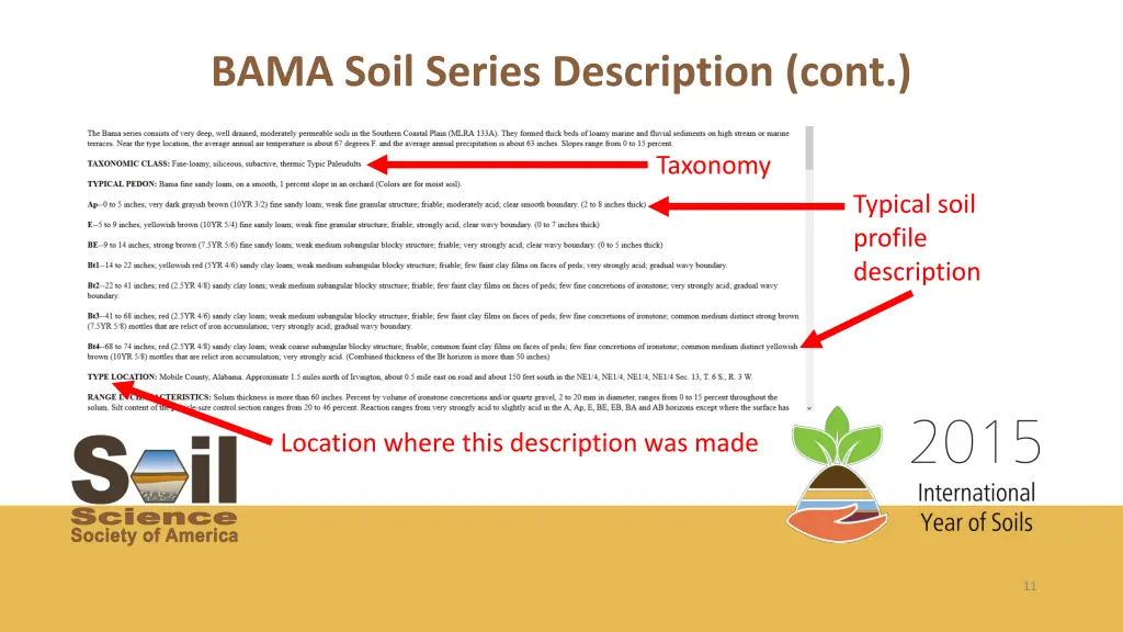 bama soil series description cont