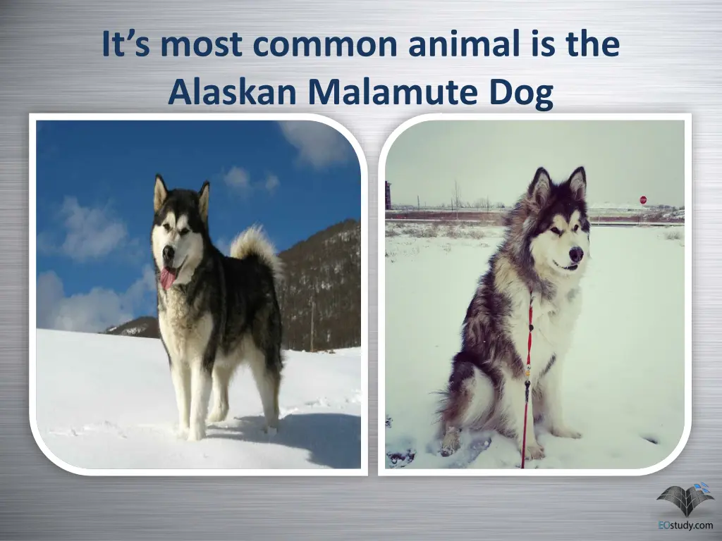 it s most common animal is the alaskan malamute