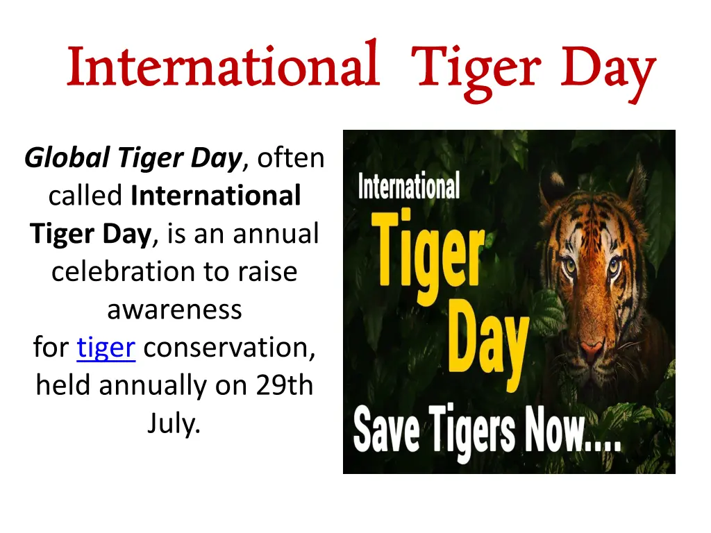 international tiger day 1