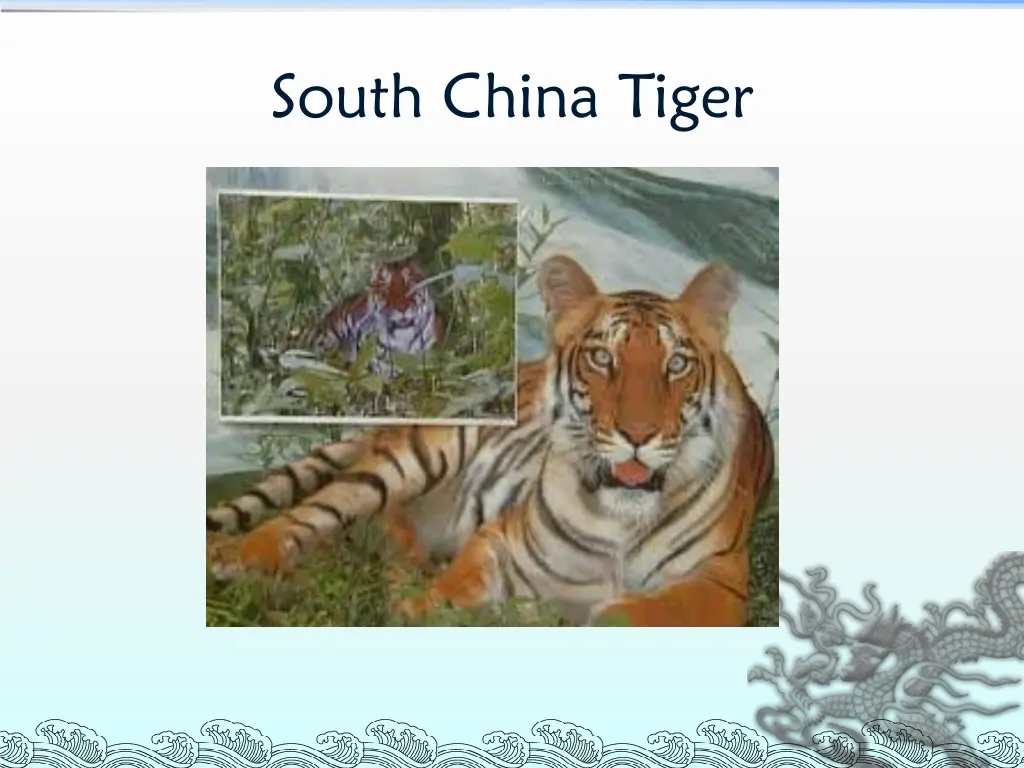 south china tiger