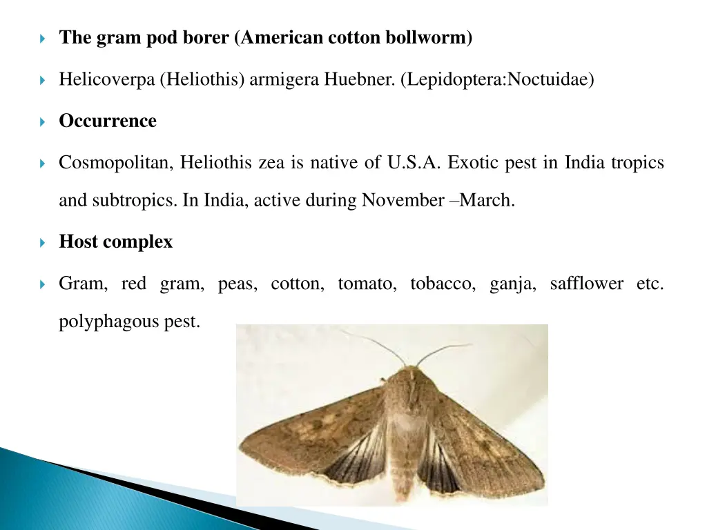 the gram pod borer american cotton bollworm