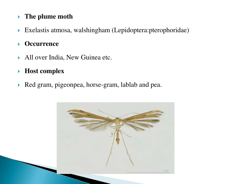 the plume moth