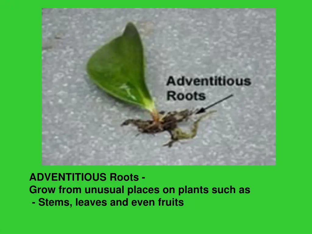 adventitious roots grow from unusual places