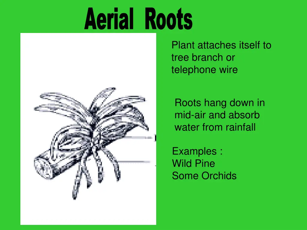 aerial roots