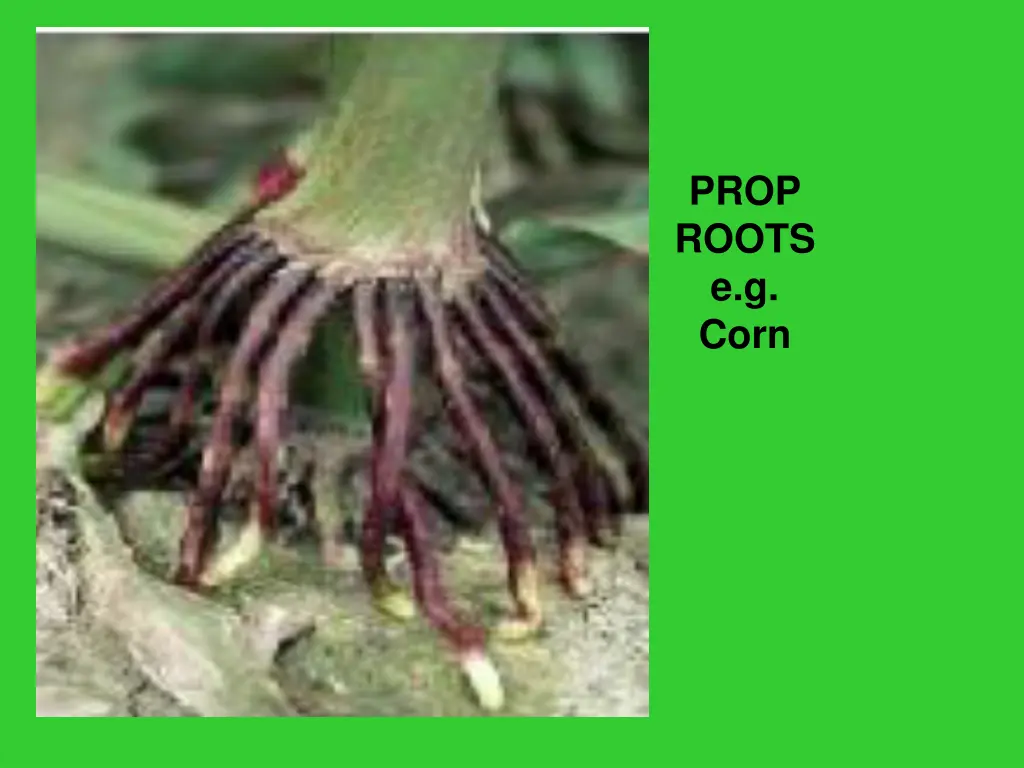 prop roots e g corn